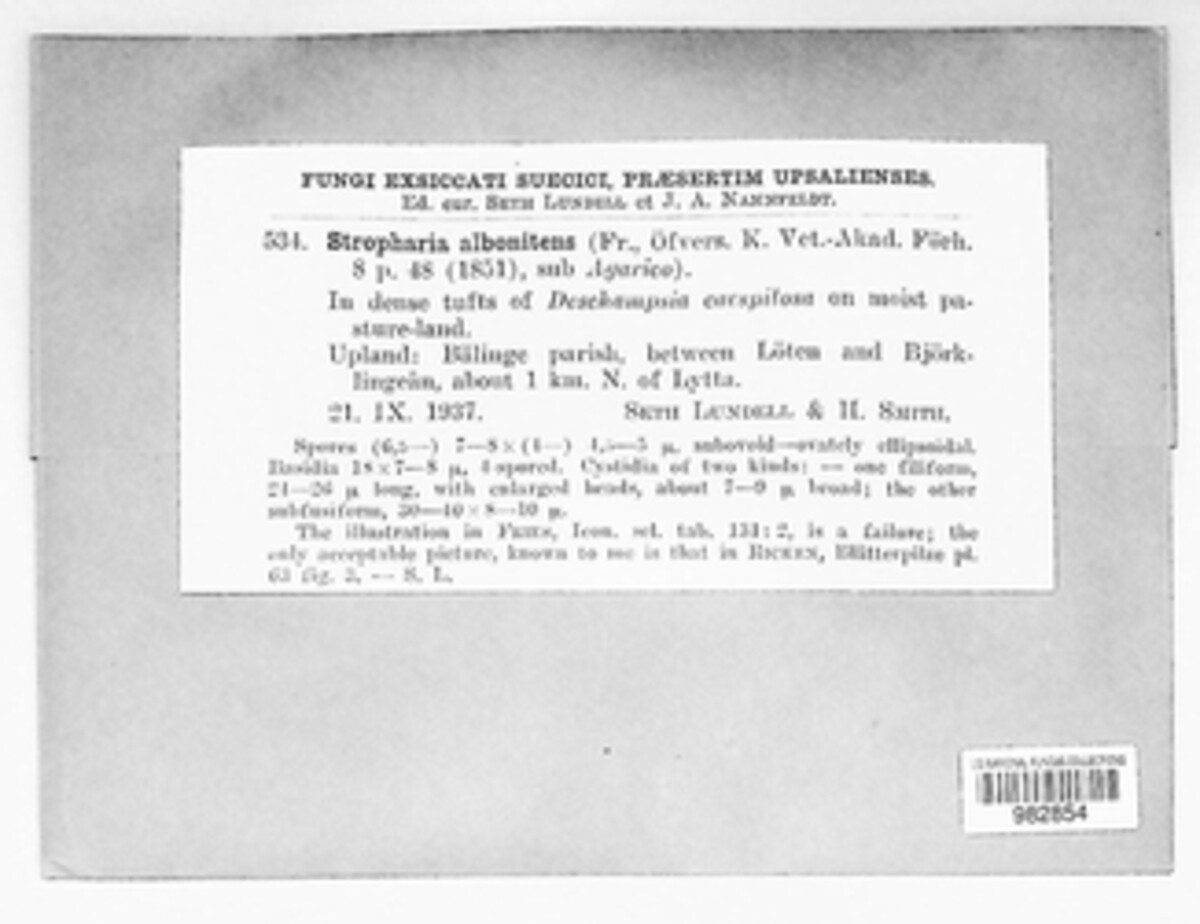 Stropharia albonitens image